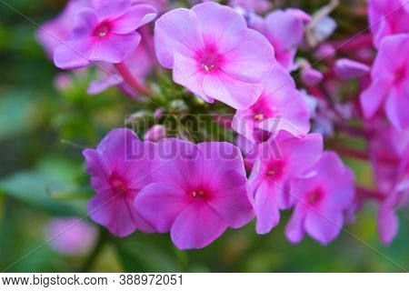 Delicate Flowers Of A Perennial Plant, Pink Phlox Growing In Nature.
