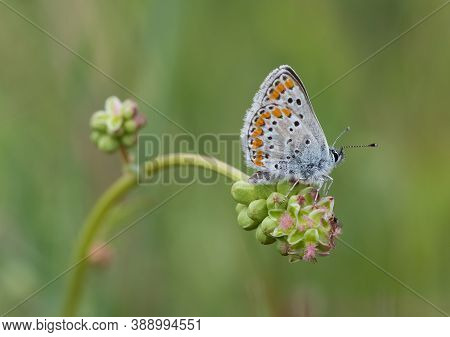 Wildlife Photos And A Variety Of Butterflies
