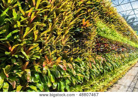 Bromeliads plants