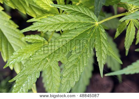 Bladen av Cannabis