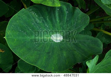 거 대 한 잎에 dewdrop