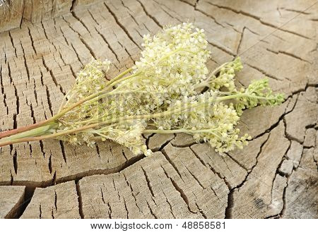 Meadowsweet