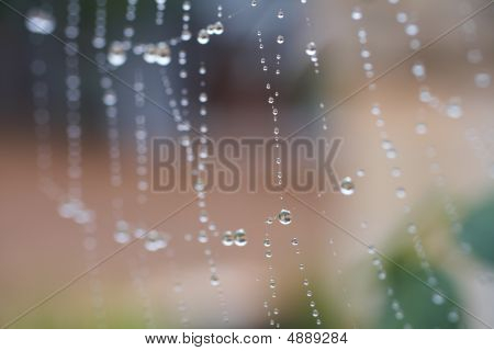 Spider Web