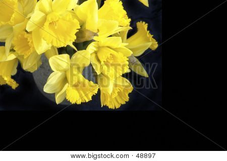 水仙の花