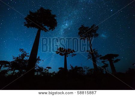 Starry sky and baobab trees on a meadow. Madagascar