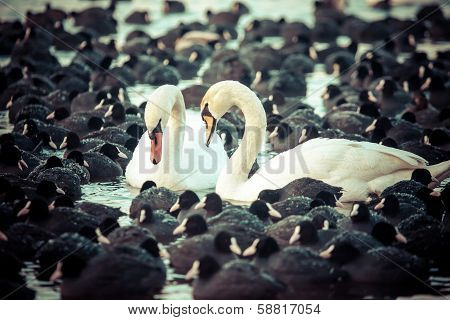 White Swans On A Lake, Around Many Coots.