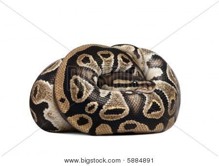 Python Rejus 10 Mois