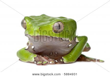 Obří list žábu, Phyllomedusa Bicolor, sedící před bílým pozadím, Studio Shot