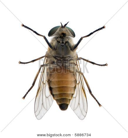높은 각도 보기 창백한 거 대 한 말의 비행, Tabanus Bovinus, 흰색 배경, 스튜디오 촬영