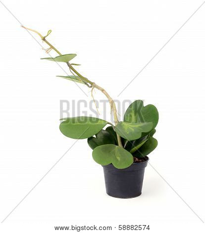 Hoya Heart In Planter.