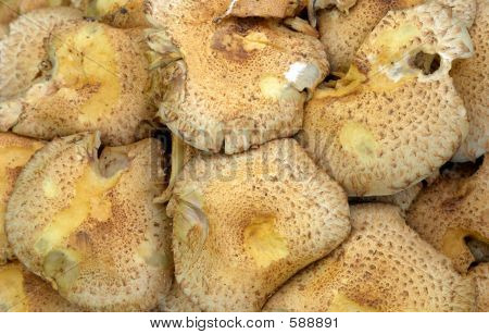 Pholiota Squarrosa (Shaggy Pholiota)