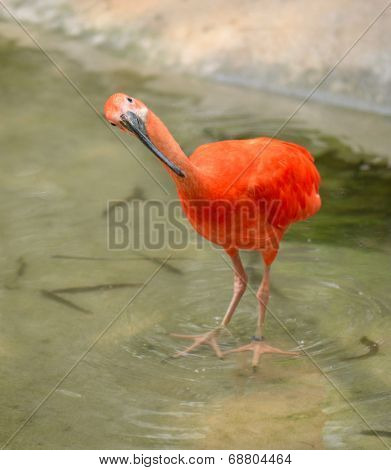 Scarlet ibis searching in the water for food