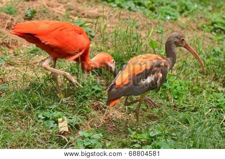 Scarlet ibis on green grass