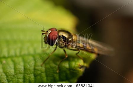 A Hoverfly