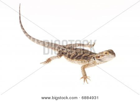 Inland Bartagame