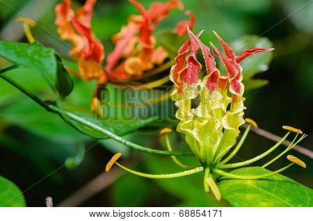 Gloriosa Superba Or Climbing Lily Flower