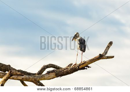 Asian Openbill (anastomus Oscitans) White Bird Standing Alone