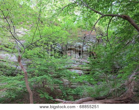 Box Canyon with beautiful spring time tree growth at Starved Rock