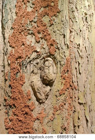 Orange Termite Nest  On Brown Tree Bark