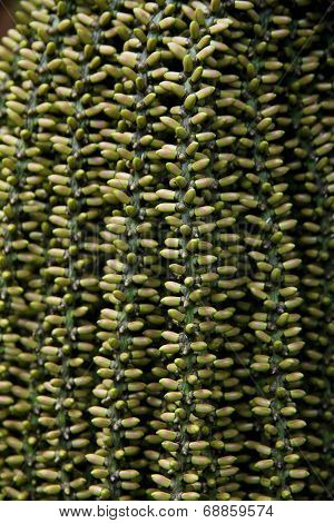 arenga pinnata palm seed background