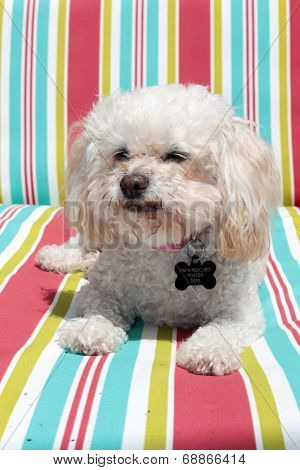 A Bichon Frise smiles as she relaxes a couch. This is a Foster dog that was abandoned at age 10, but rescued by a dog rescue group and adopted out to a loving family.  