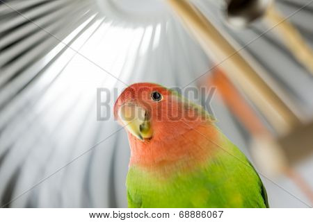 Rosy Faced Lovebird In A Cage