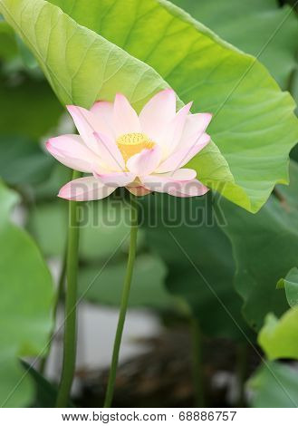 lotus blooming in pond