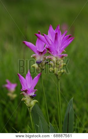 Thailand Flowers Pink Krachiew