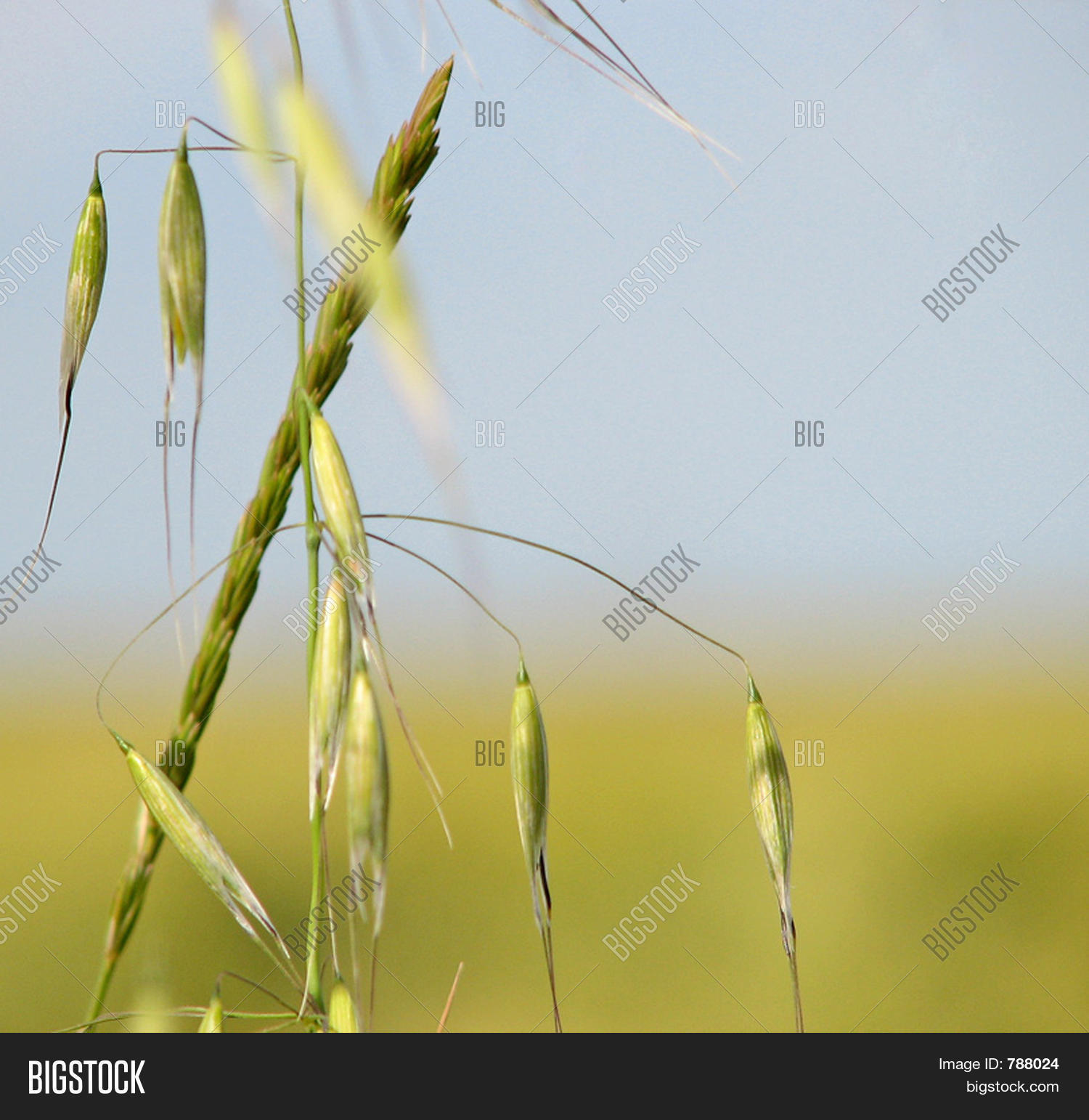 Image Preview