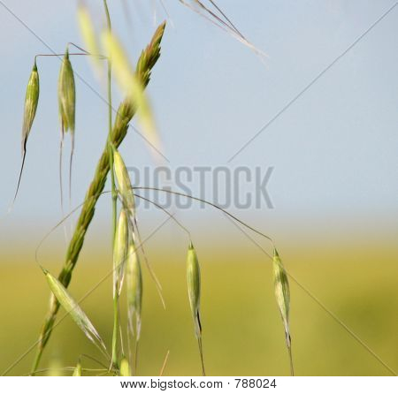Campo di grano