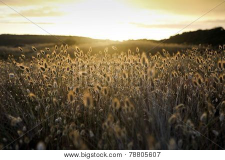 Cotton grass (Eriophorum) flowering coastal plants