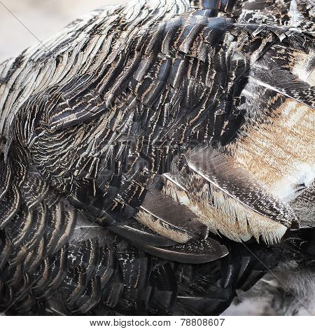 Feather Of Turkey