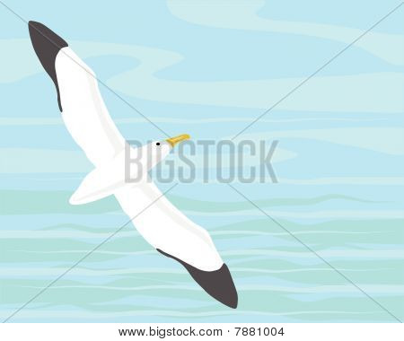 ワタリアホウドリ