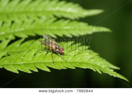 Genea Texensis flyve