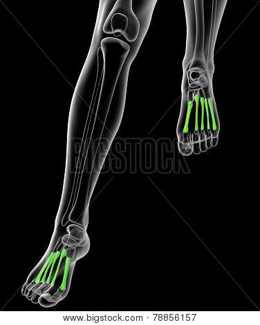 Metatarsal Bones