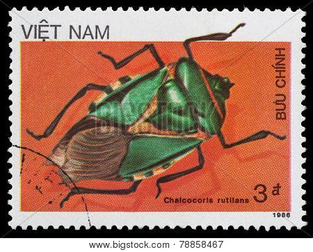 Beetle