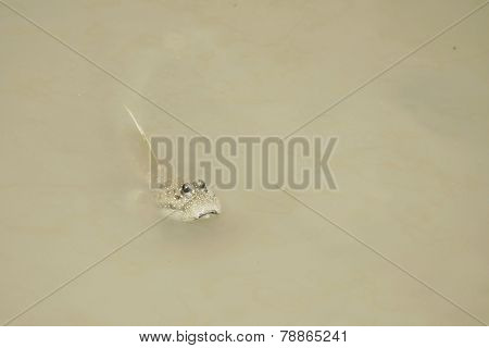 A Giant Mud Skipper