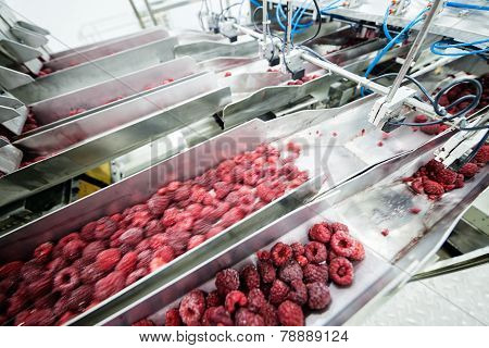 Frozen Raspberry Processing Business