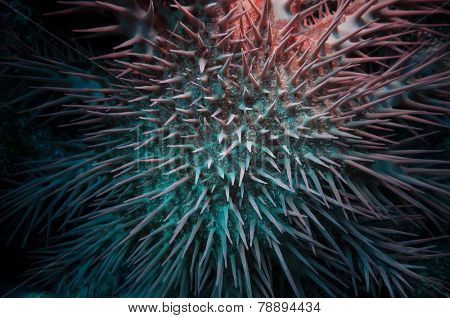 Poisonous crown of thorns sea star (Acanthaster plancii, echinoderm), Egypt.