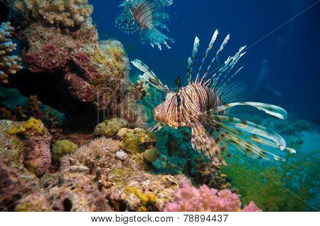 Lionfish among colorful small fishes at the coral reef underwater