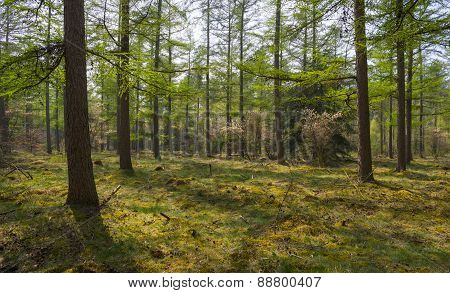 Blossoming trees in sunlight in a pine forest