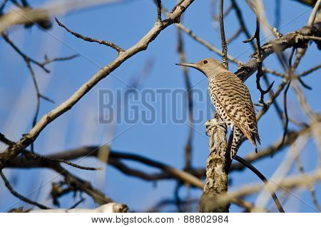 Northern Flicker Perched On A Branch In A Tree