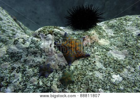 Sea star Asterina (Patiria) pectinifera