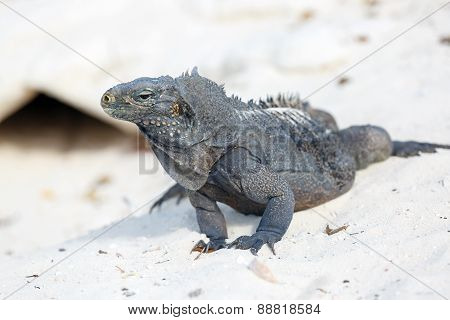 Island iguanas in wildlife.