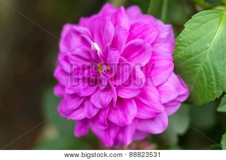 Flower in park