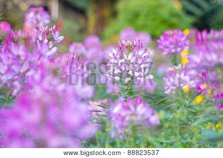 Flower in park