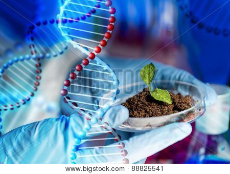 science, biology, ecology, research and people concept - close up of scientist hands holding petri dish with plant and soil sample in bio laboratory over dna molecule structure