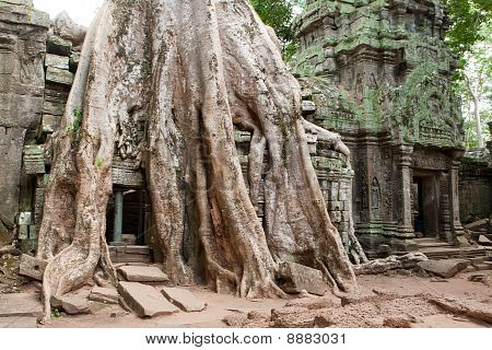 Ta Prohm Angkor içinde