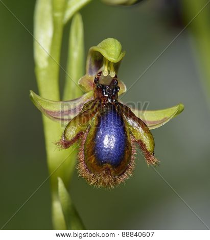 Mirror Orchid