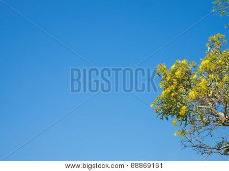 Tree  With Yellow Flowers Branches Against Blue Sky For Background